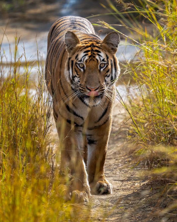 A tiger walking towards the camera through golden grass.