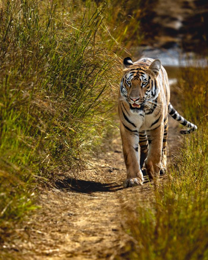 A tiger walking along a narrow sunlit trail between tall grasses.