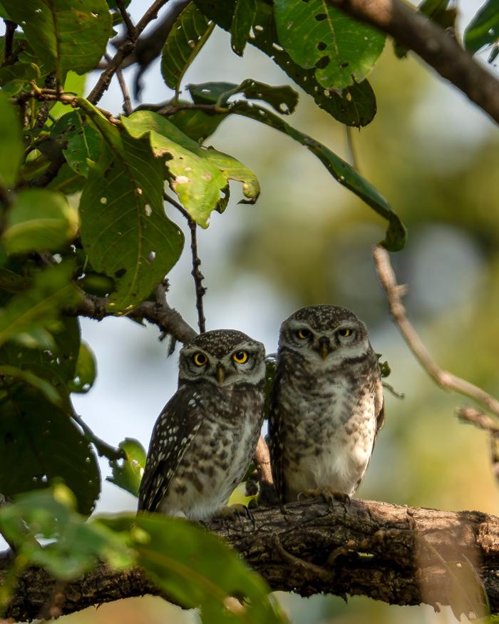 Two owls perched together on a branch beneath green leaves.