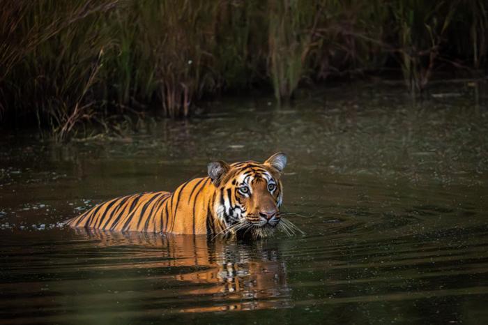 A tiger partly submerged in a pool, looking ahead.