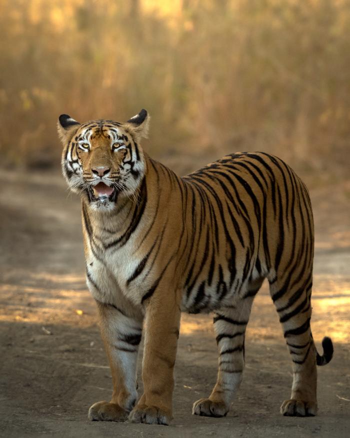 A tiger standing on a sunlit forest track in Tipeshwar, looking towards the camera.