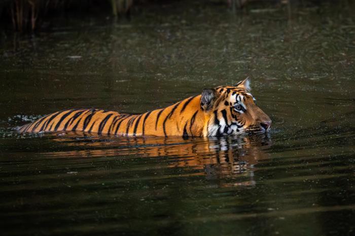 A tiger moving through water in side profile with its reflection below.