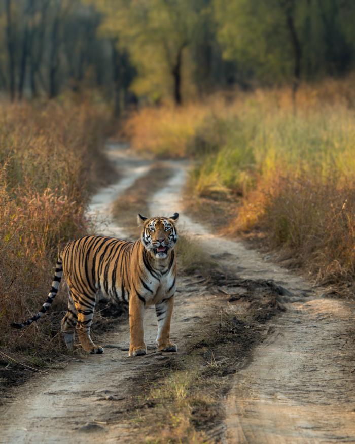 A tiger on a winding forest track surrounded by golden grasses.