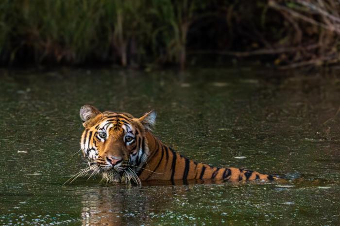 A tiger resting in dark green water, its head turned towards the camera.