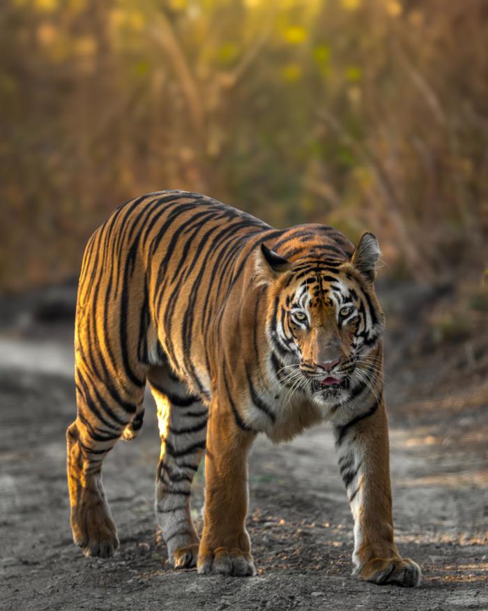A tiger walking towards the camera along a forest track in warm light.